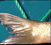 FISK OG SKALDDYR
