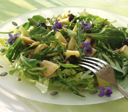 Salat med mælkebøtter