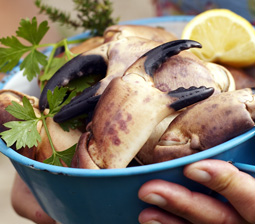 Kogte krabbeklør med dild og citron